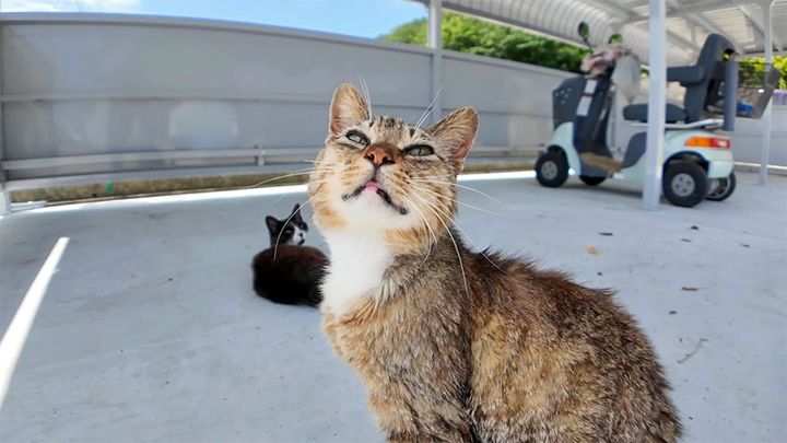 自転車置き場の猫