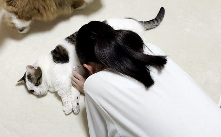 お腹を使わせてくれる猫