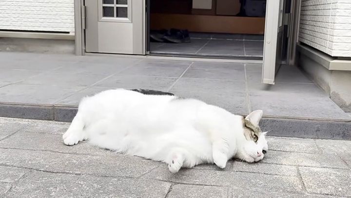 玄関先で寝転がる猫