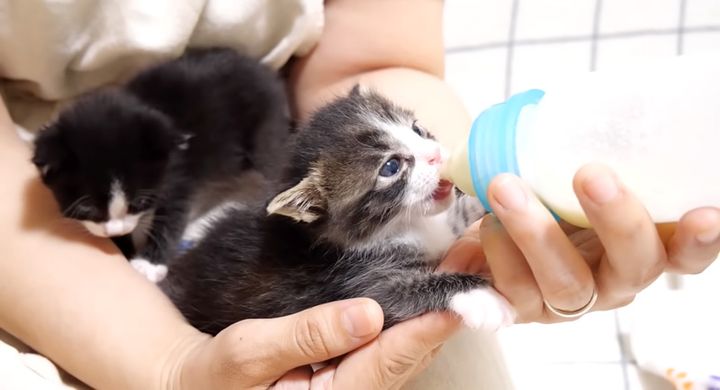 ミルクを飲む子猫