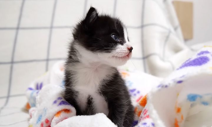 うっとりする子猫