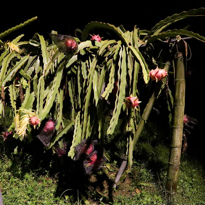 やっと行けた！コロナ後の台湾旅行事情 「台湾行ったらフルーツを食べよう！③」【週末アジア：台湾編】