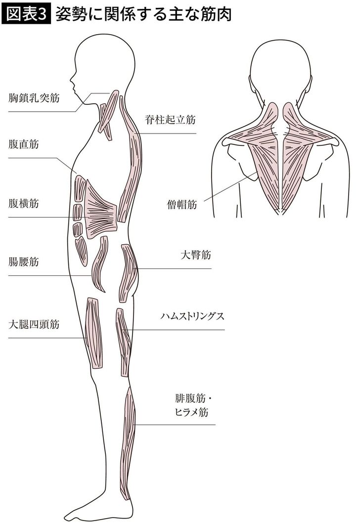【図表3】姿勢に関係する主な筋肉