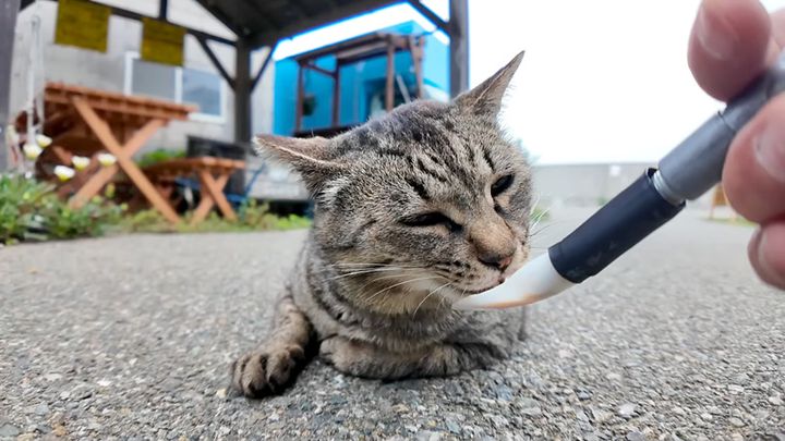ちゅ〜るを食べる猫