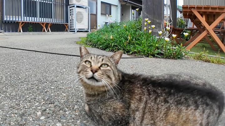 猫島の居酒屋の外で出会った猫