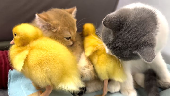 仲良しなヒナ達と子猫達