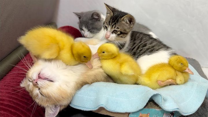 仲良しなヒナ達と子猫達