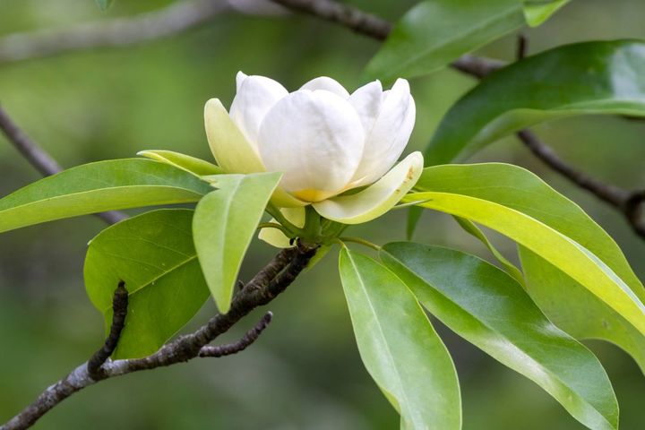 ヒメタイサンボク