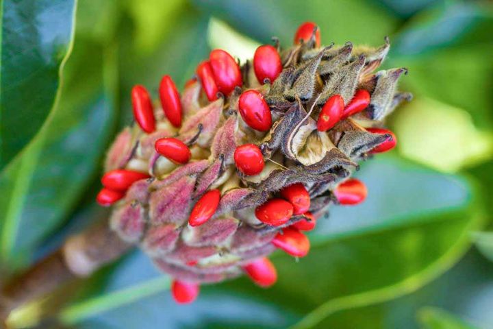 タイサンボクの種子