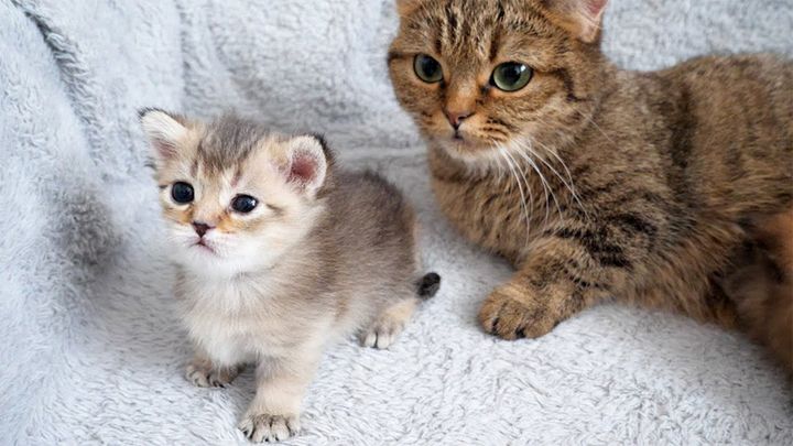 舐められる順番を待つ子猫