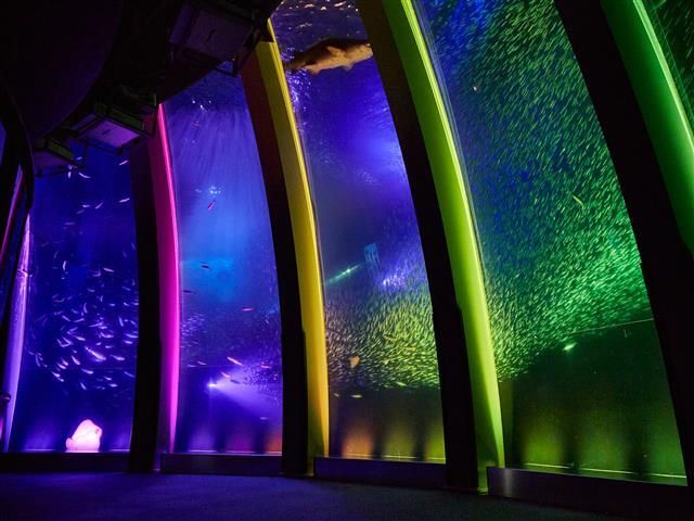 「スーパーイワシイリュージョン」／横浜・八景島シーパラダイス