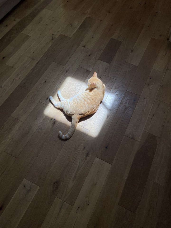 ぴったり１匹分！（画像は永野@WvKgZauUCEr6YgXさんの投稿より）