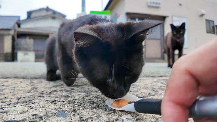 ちゅ〜るに夢中の猫
