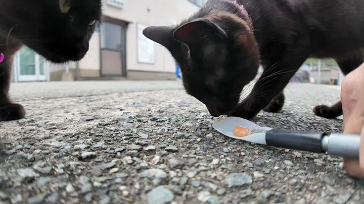 ちゅ〜るを食べない猫