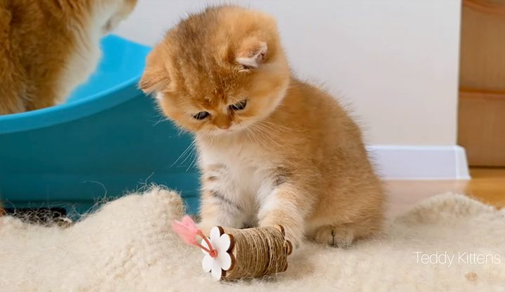 オモチャで遊ぶ子猫