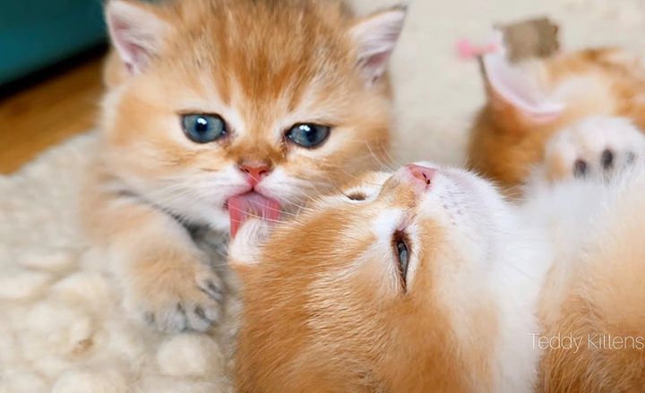 毛づくろいする子猫