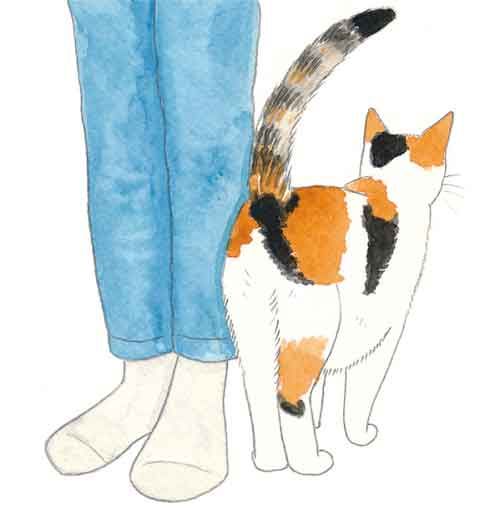 「毛布をずっとふみふみ、もみもみ」「おしりをぐいぐい近づけてくるのはなぜ？」ねこの気持ちが知りたい！【最新号からちょっと見せ】の画像1