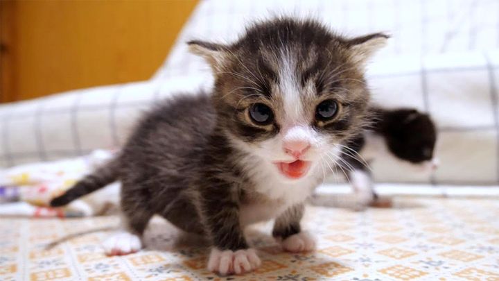 ミルクを催促する子猫