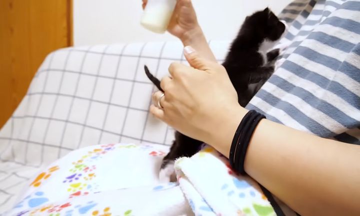 登って猛アピールする子猫