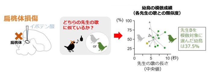 偏桃体の機能が低下するといい先生がわからなくなります