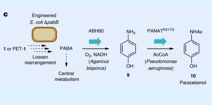 ペットボトルが薬になる？SFを現実に変えた最新技術