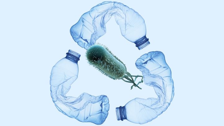 ペットボトルを鎮痛剤に変える遺伝子組み換え細菌を作成することに成功