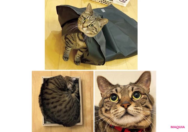 トップアーティスト、中野明海さんの素顔に接近。料理・パン作りもプロ級！ ネコへの深い愛も_9