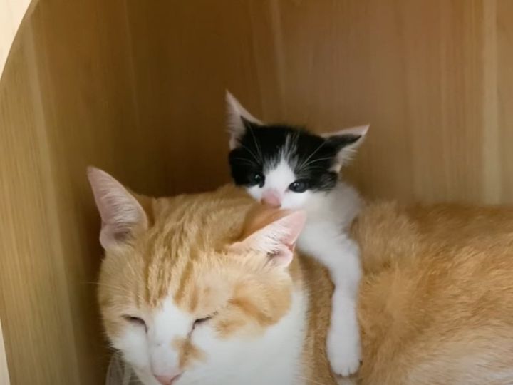 元気いっぱいの子猫が、この後…
