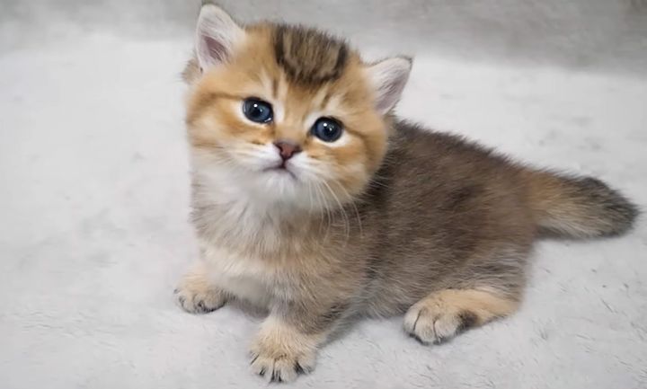 上目遣いの子猫