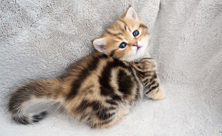 上目遣いの子猫