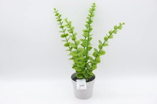 ダイソー グリーンポット（ユーカリ） 商品タグ