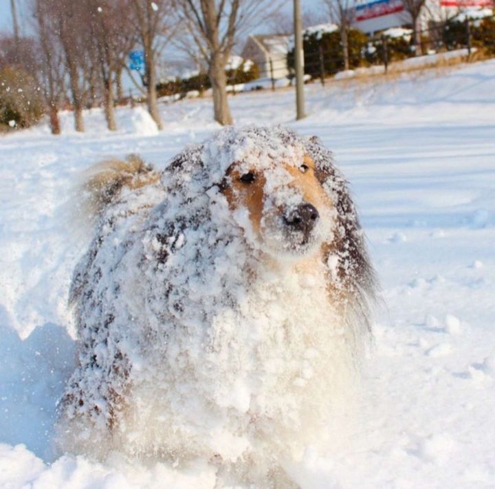 堂々たる姿（画像はぷるころ（＠pull_colo）さん提供、再掲） 