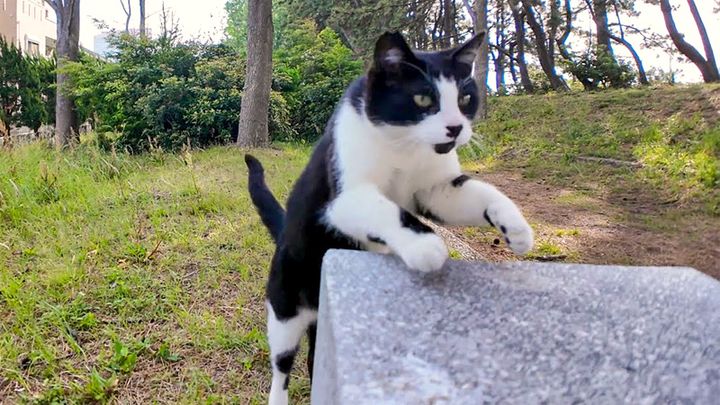 ベンチに飛び乗る猫