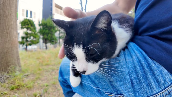 膝の上で撫でられる猫