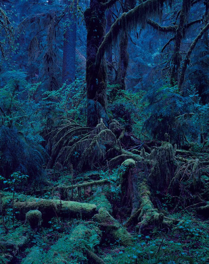 『上田義彦 いつも世界は遠く、』展は 2025 年7月19日～ 11月3日開催予定