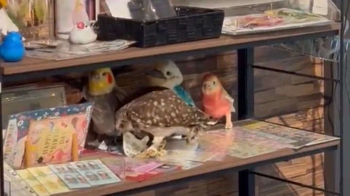 寝る前は、遊んでた（画像はcafeふれあいtorikago＠akita_cafe_toriの投稿よりスクリーンショット）