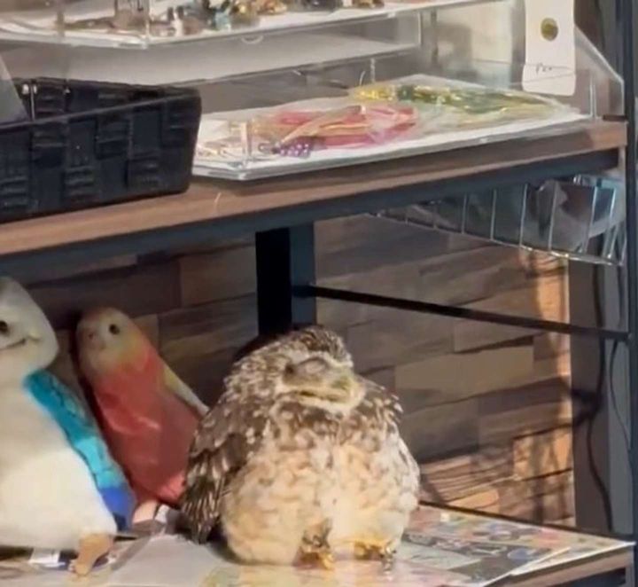 ちょこん（画像はcafeふれあいtorikago＠akita_cafe_toriさんの投稿よりスクリーンショット）