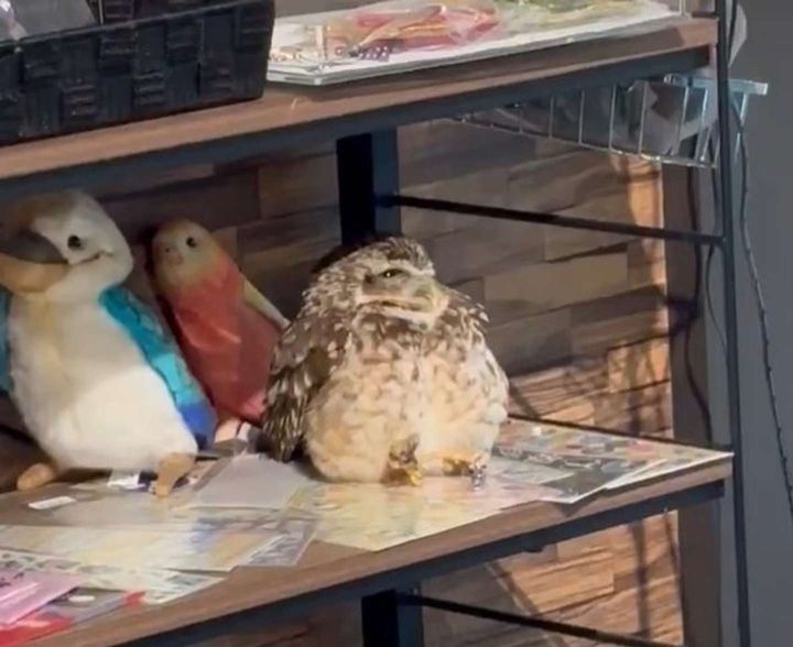 ちょっと目が開いた（画像はcafeふれあいtorikago＠akita_cafe_toriの投稿よりスクリーンショット）