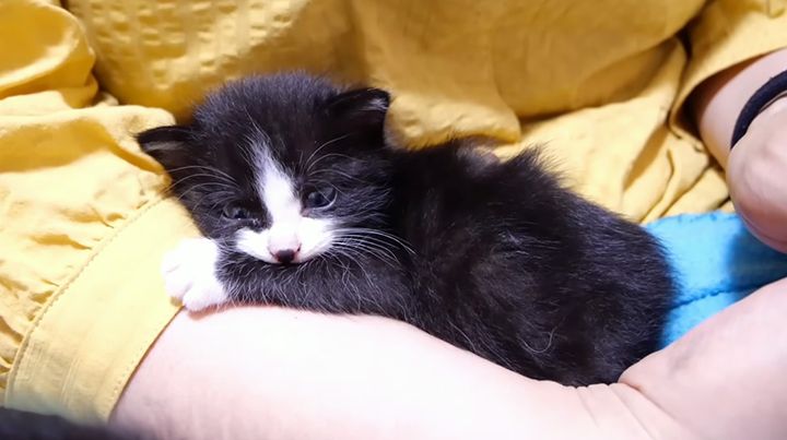 ママを独り占めする子猫