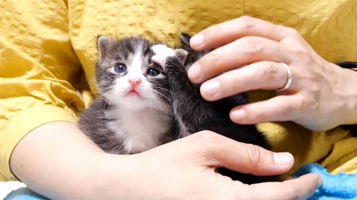 兄弟をペチペチする子猫