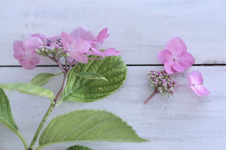 ガクアジサイのアレンジ