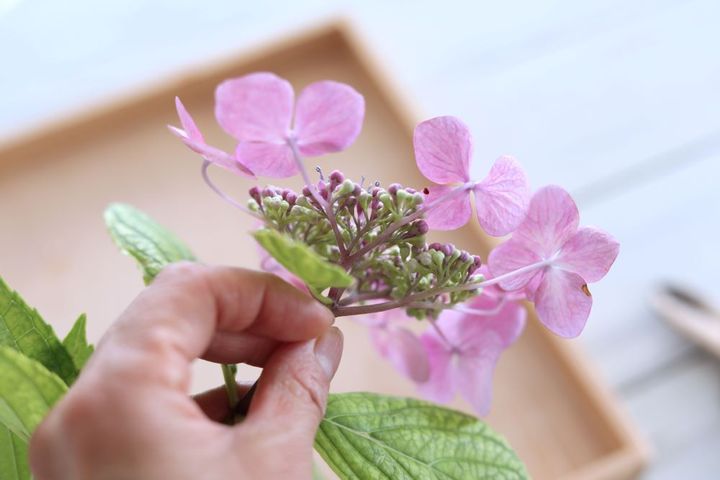 ガクアジサイのアレンジ