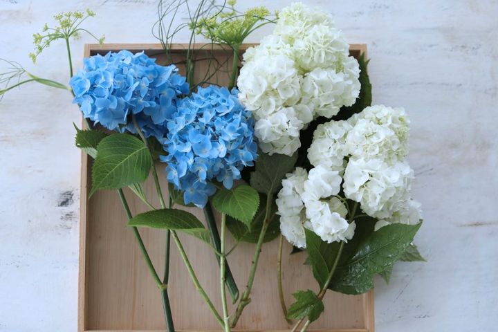 アジサイとウイキョウのアレンジ