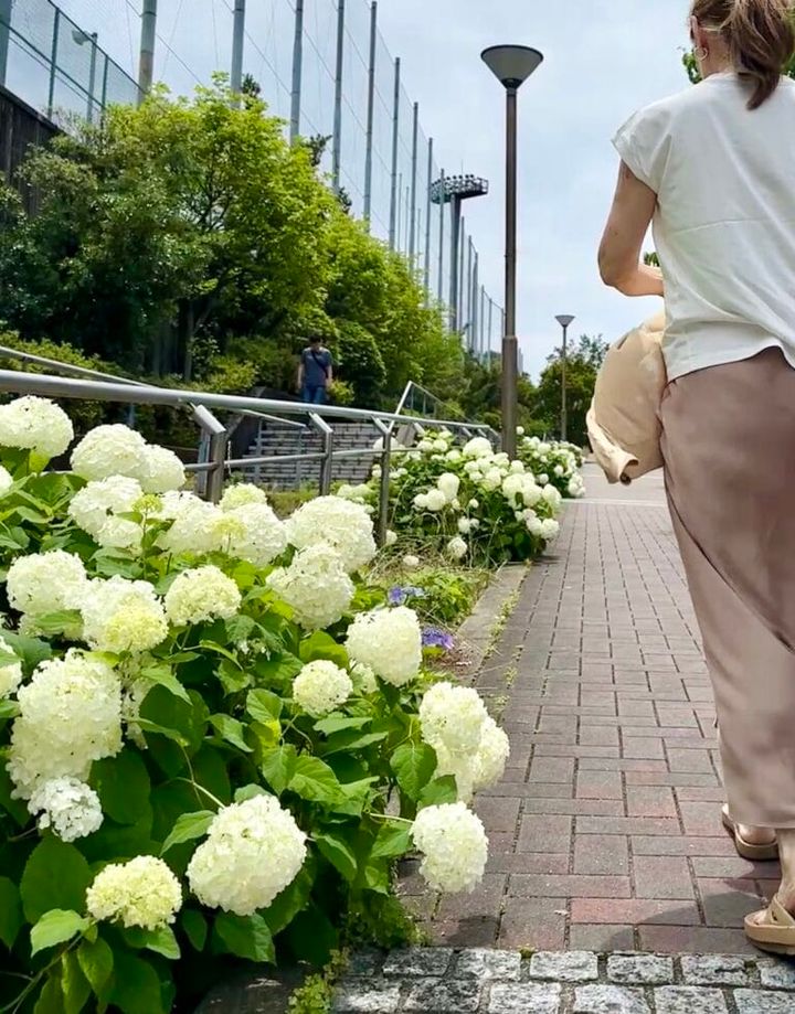 近所のあじさいがきれいに咲いている道