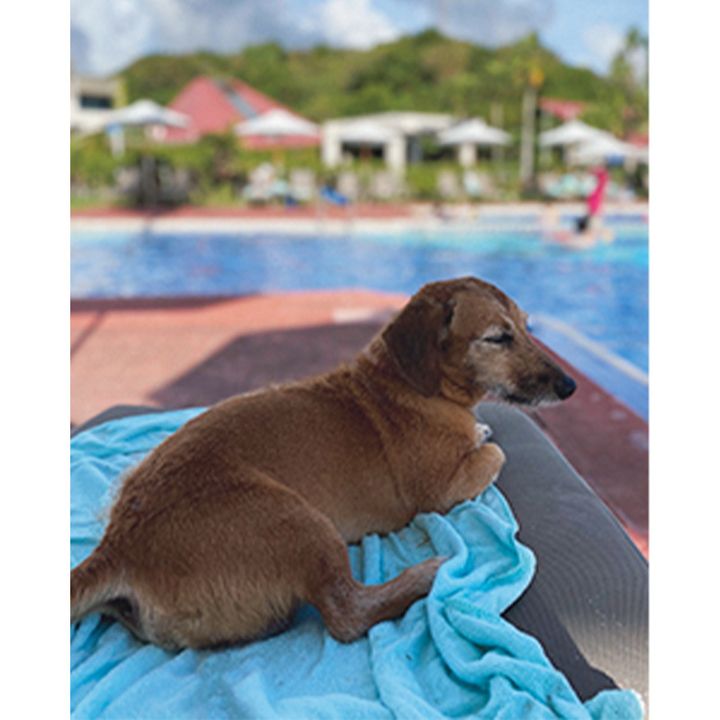 犬がプールサイドでくつろぐ様子