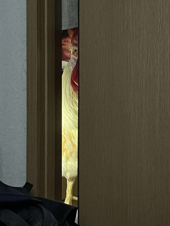 寝坊した日限定です（画像はもっこり（＠Mokkori_17）さん提供、再掲）