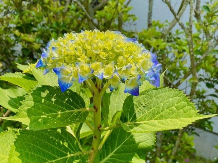 切花　紫陽花　ダズル　1本　サムライ2本 切花 紫陽花 ダズル 1本 サムライ2本 蕚紫陽花成長記録