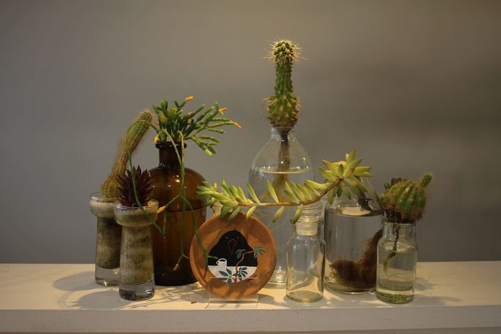 サボテンや多肉植物などもディスプレイ