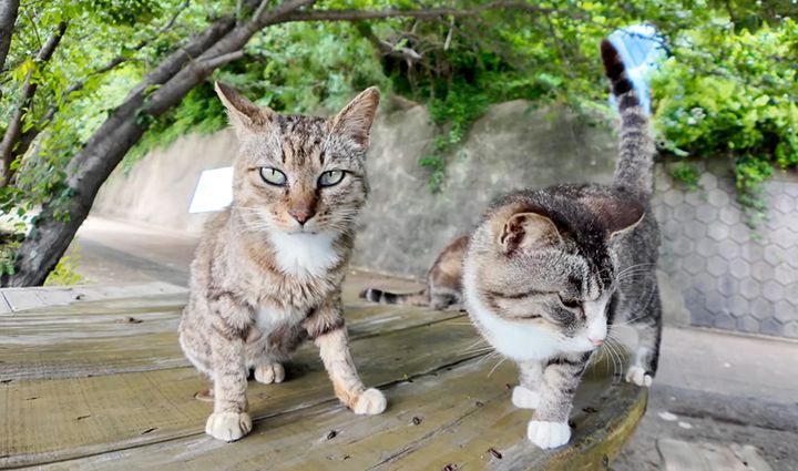 坂道の途中の猫達