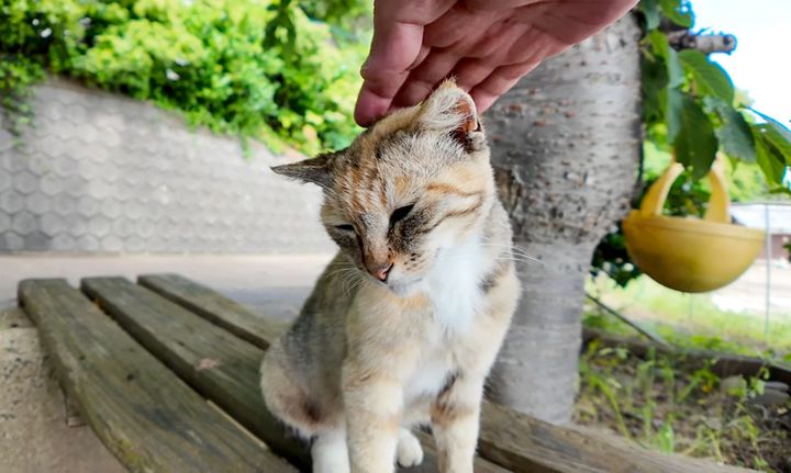 撫でられる猫